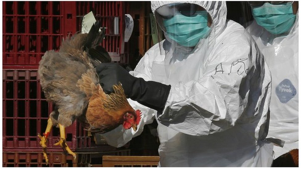 Grippe aviaire : le Togo déclenche une riposte d&rsquo;urgence après la détection du virus H5N1