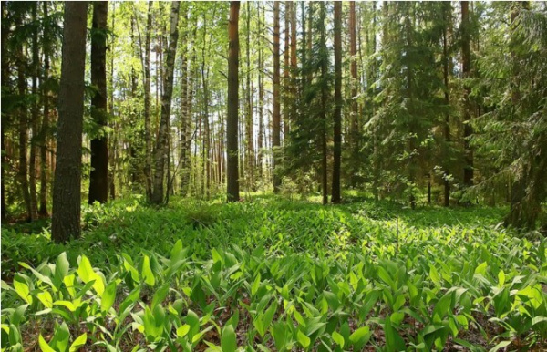 Forêts : le Togo valide 124 essences pour restaurer ses paysages