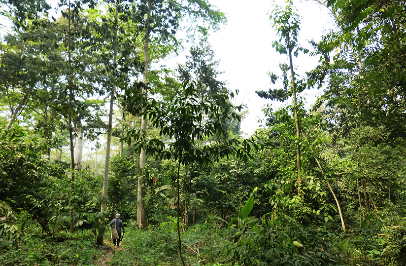 Campagne café-cacao 2026-2027 : le Togo renforce la traçabilité pour lutter contre la déforestation